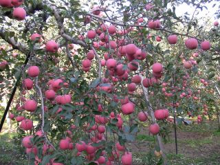 岩木山観光りんご園