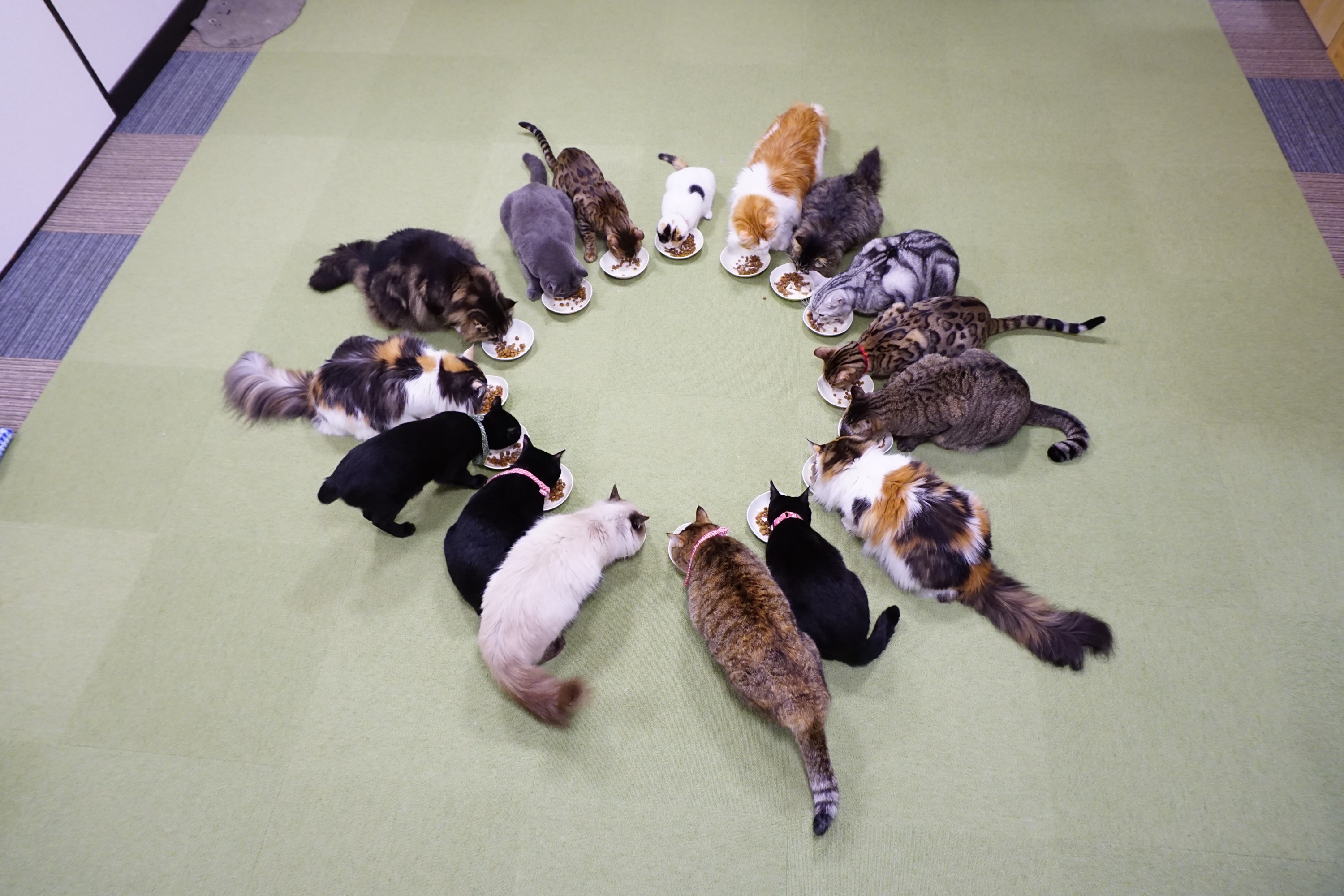 ねこカフェ　猫八