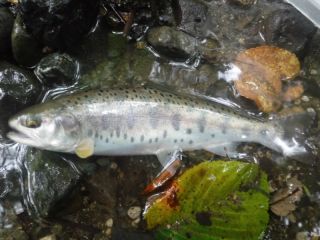 青森フィッシングガイド