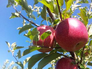 白神アグリサービス風丸農場