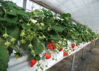 土方洋蘭イチゴ園