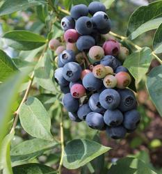 マルイファーム