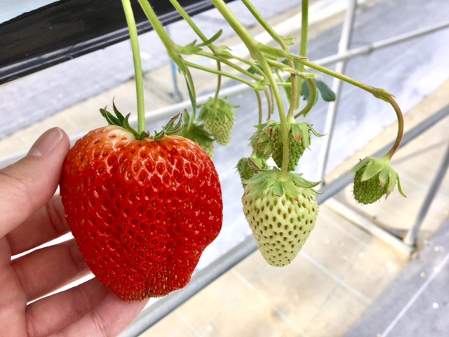 ベリーズファーム　FUSHIMI