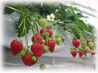 いちごランドこうちゃん園