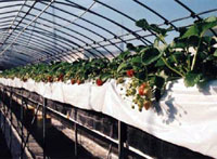 江波戸いちご園