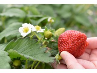 山元いちご農園