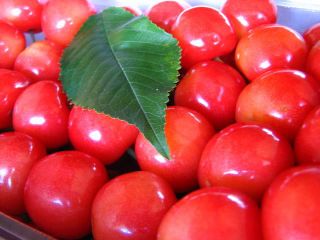 奥さくらんぼ農園