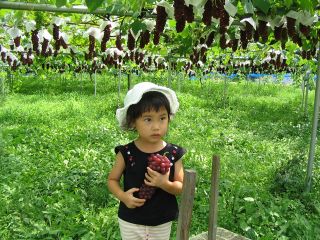 我妻観光果樹園