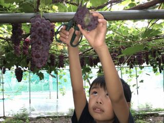 まほろば観光果樹園