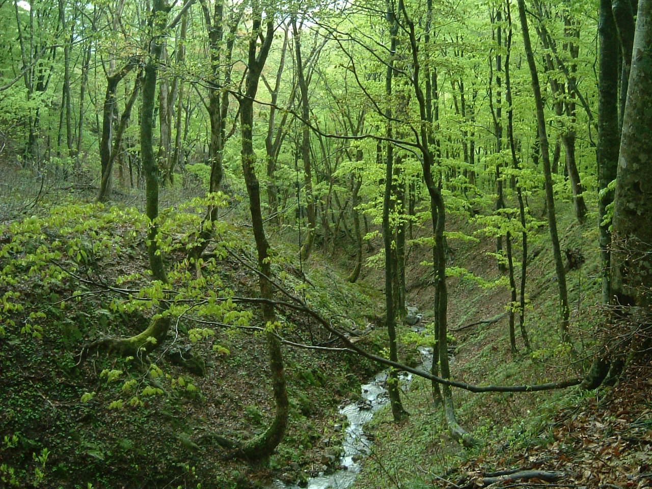 山菜ときのこの案内人会