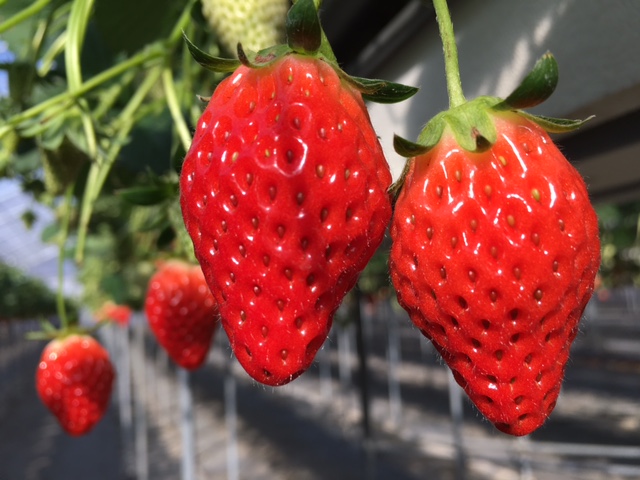 田人観光いちご園