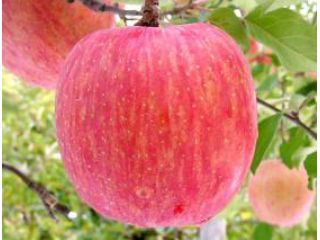 マルショウ果樹園