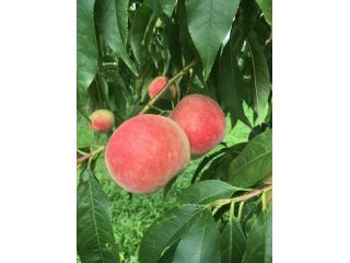 あんざい果樹園