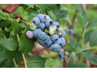 滝桜湖つみとりブルーベリー園