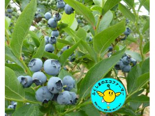 過足ブルーベリーの丘