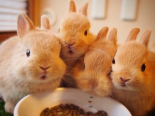 うさぎに出会えるカフェ・ミニヨン