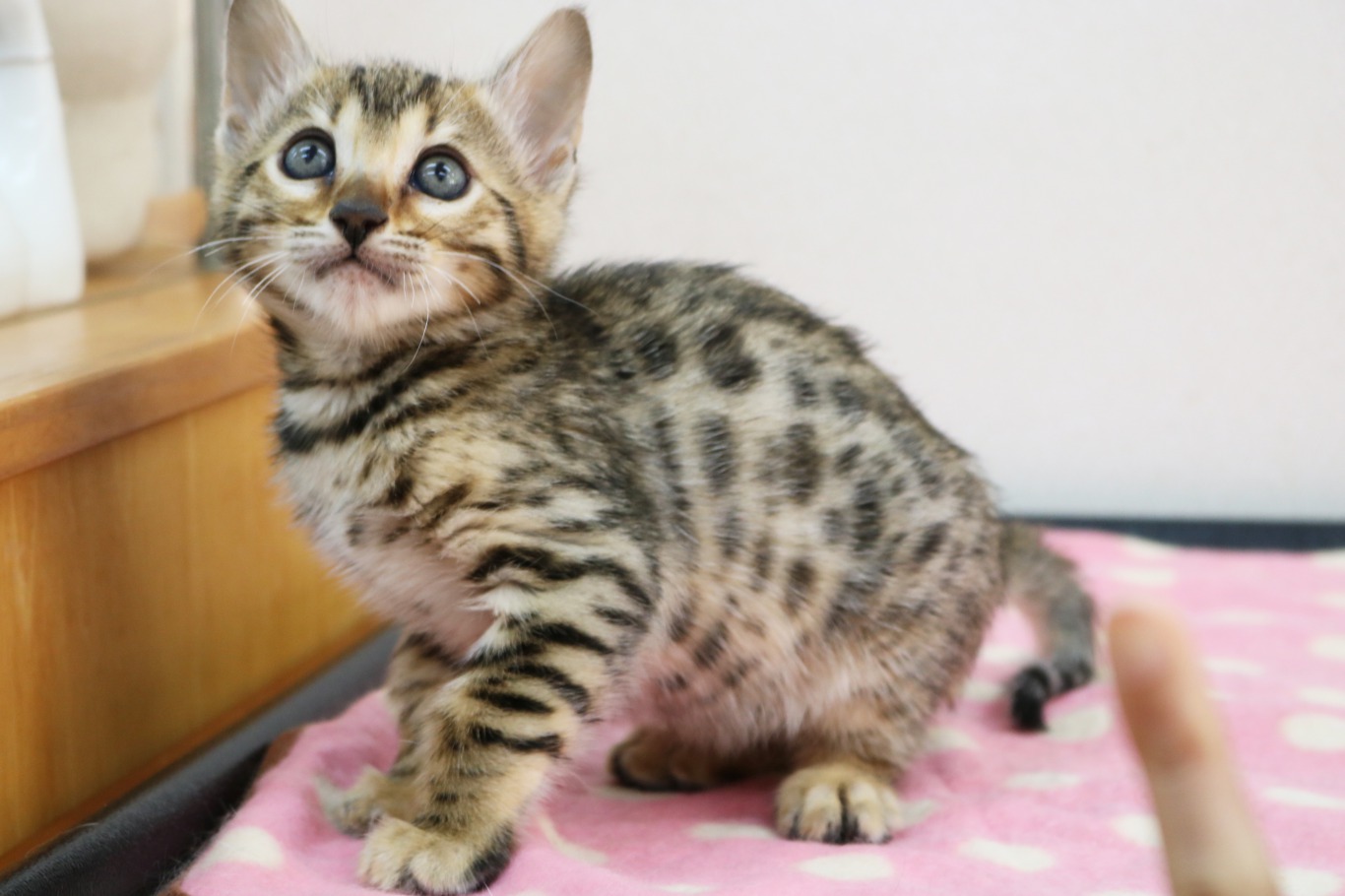 CatCafeにゃんこと