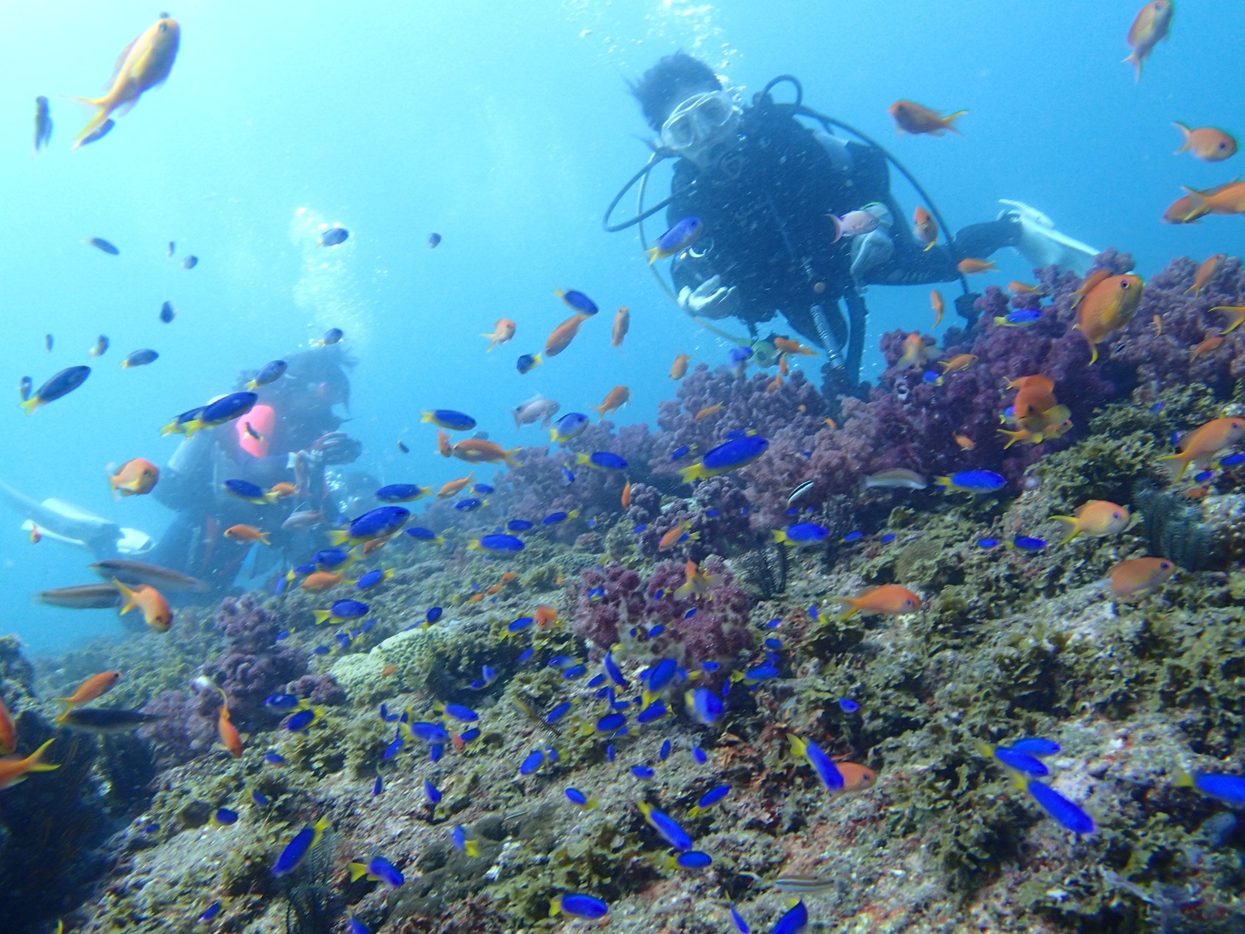 キッチンダイブ