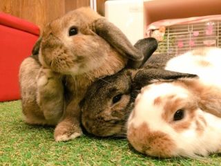 うさぎカフェ　もふれる