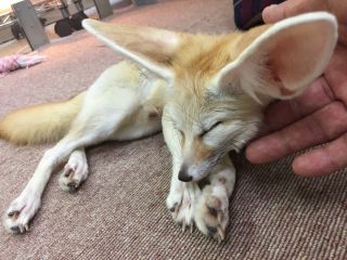 もふれる屋　カラハリ