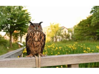 ふくろう茶房(国分寺本店)