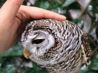 フクロウカフェOZ