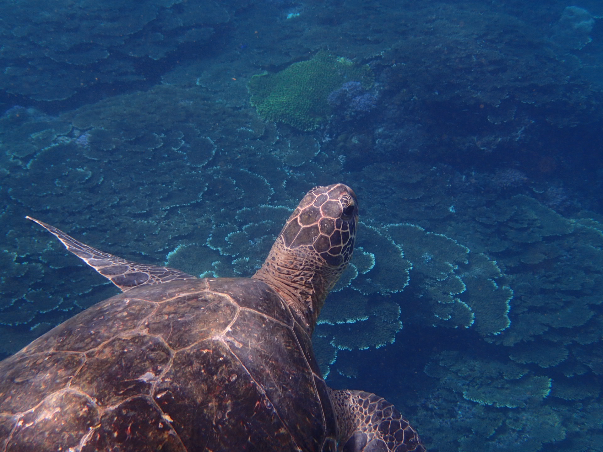 八丈島自然ガイドサービス　椎"しいのき"