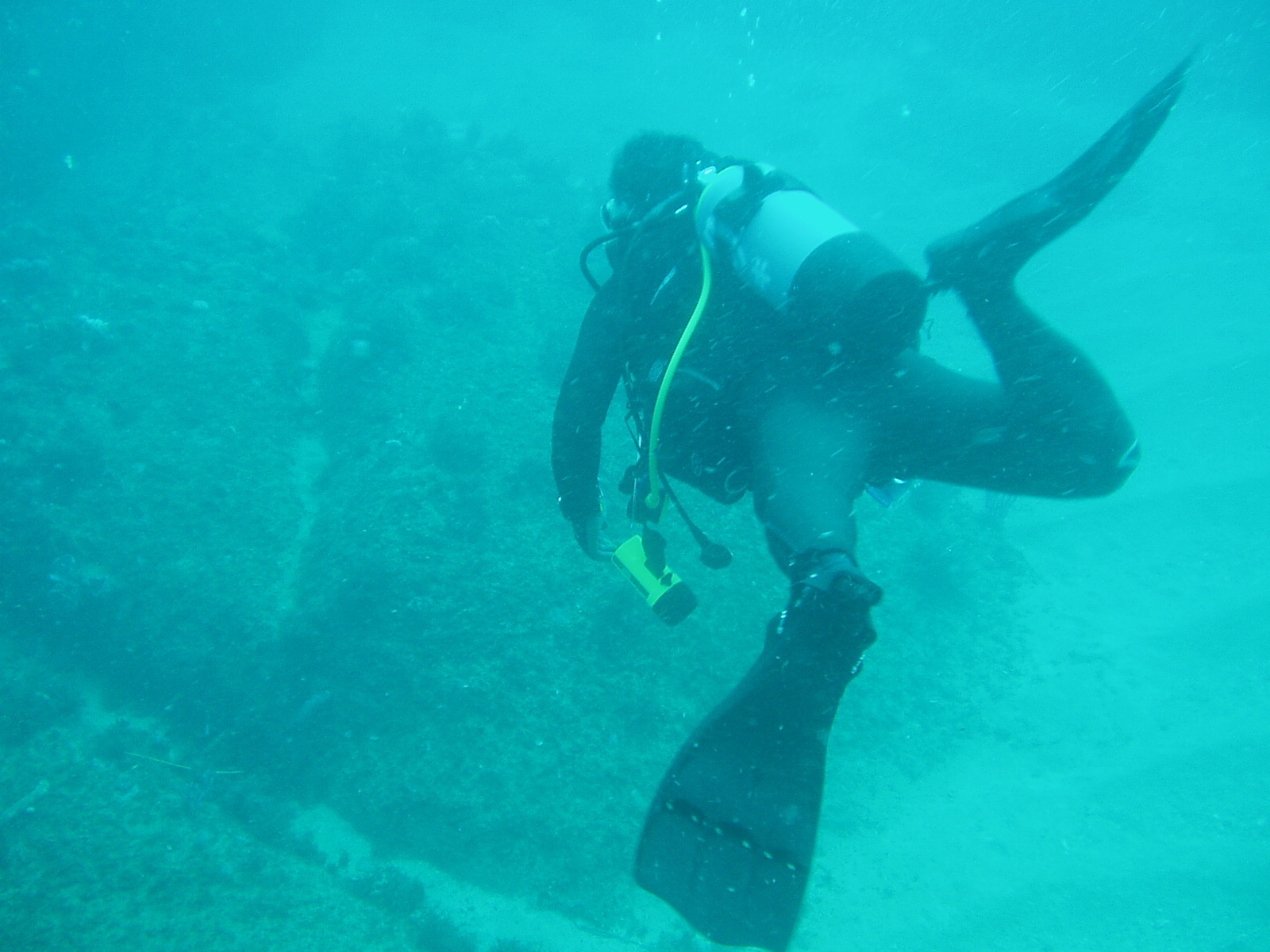 ウーキーダイバーズ