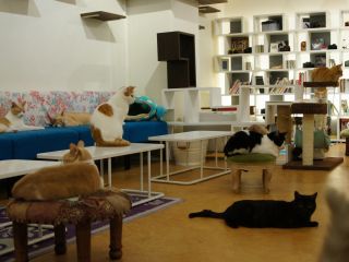 Nyafe　Melange　ニャフェ・メランジェ