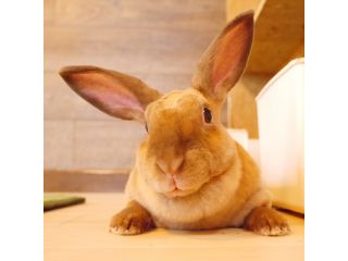 うさぎと遊べる専門店Ra.a.g.f