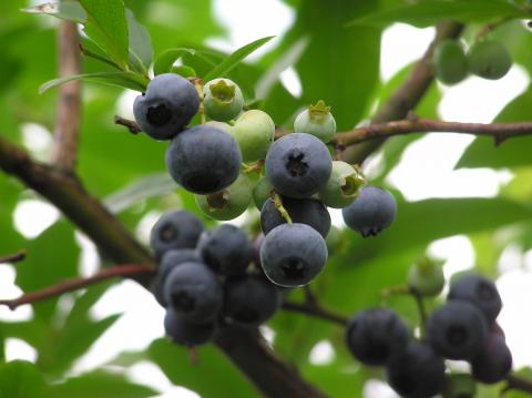 清水ブルーベリー園