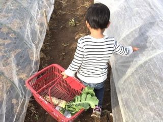 パラダイスフィールド