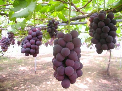 河北潟農園モアイ