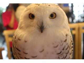 湘南ふくろうパーク