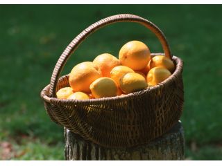 FARMaSEA GARDEN URAGA