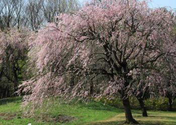四ツ京近隣公園
