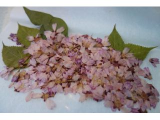 海老名自然工房