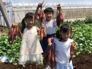芋掘り観光　山田園
