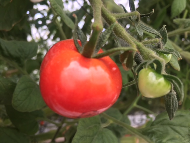 上里いちご&トマト園