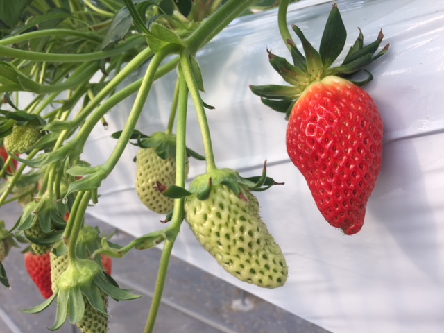 イチゴ園谷津の里