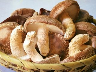 栗原しいたけ園