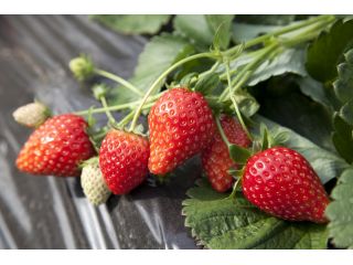 けや木いちご園