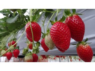 ストロベリーハウス細田