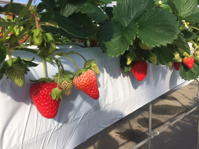 やちよいちごファーム