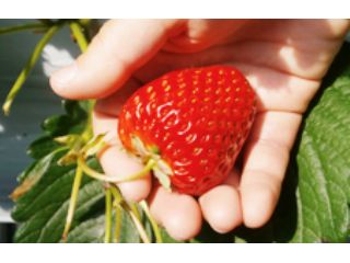 嶋村屋　熊谷いちご園