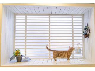 猫カフェ 猫家(川越店)