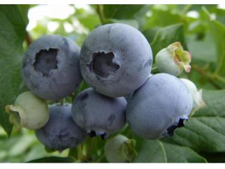 高野ブルーベリーファーム