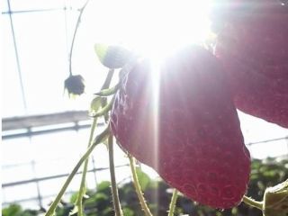 観光福祉農園元気ファーム