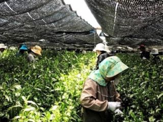 お茶っこサロン　一煎