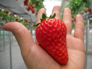 いちごファームkumagaya